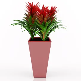 Guzmania